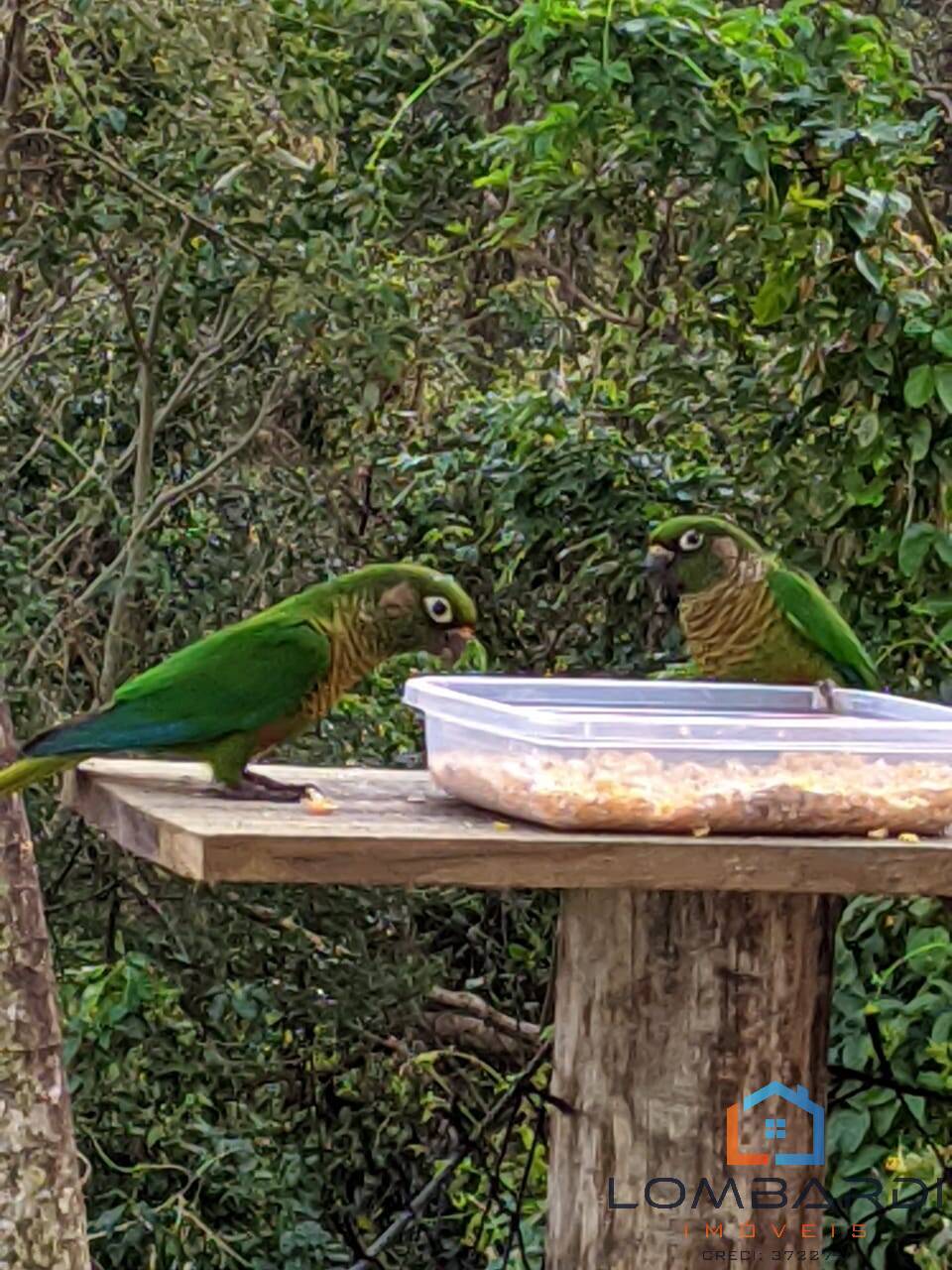 Casa, 7 quartos - Foto 12